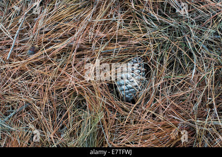 Pinus Sylvestris. Föhren Kegel unter Kiefernnadel im Herbst Stockfoto