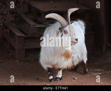 Afriican Pygmy Ziege Stockfoto