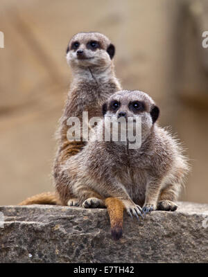 Schlanke Tailed Erdmännchen (Suricata Suricatta) Stockfoto