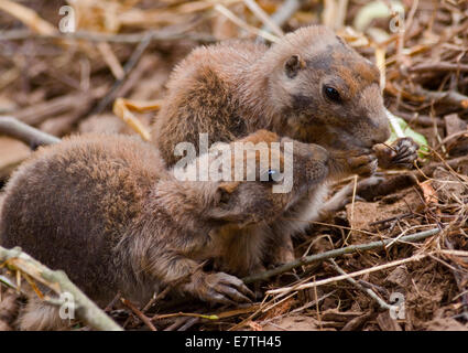 Schwarz Tailed Präriehund (Cynomys sich) Jungtiere Fütterung Stockfoto