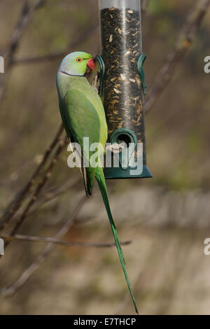 Halsbandsittich am Futterhäuschen für Vögel im Garten Stockfoto