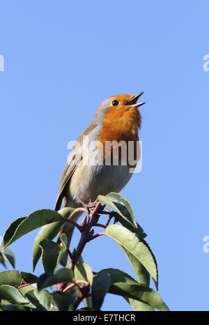 Robin singen im Frühjahr auf Bush Stockfoto