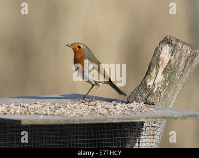 Robin am Futtertisch Stockfoto