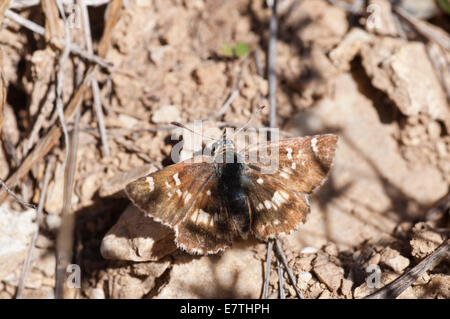 Salbei Skipper sonnen sich vor Ort in Andalusien, Spanien Stockfoto