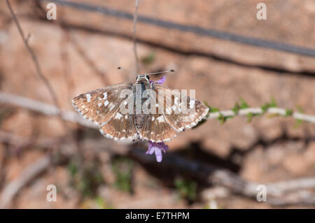 Salbei Skipper sonnen sich auf einer Blume in Andalusien, Spanien Stockfoto