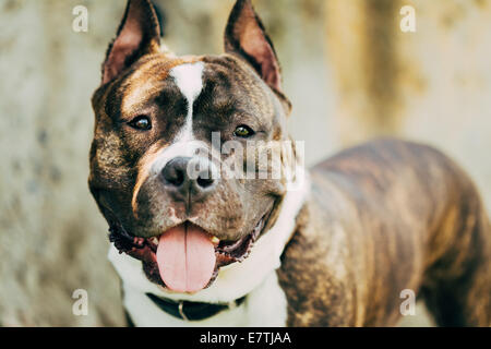 Schön Erwachsener Hund Amerikanischer Staffordshire-Terrier im Freien in der Nähe Stockfoto