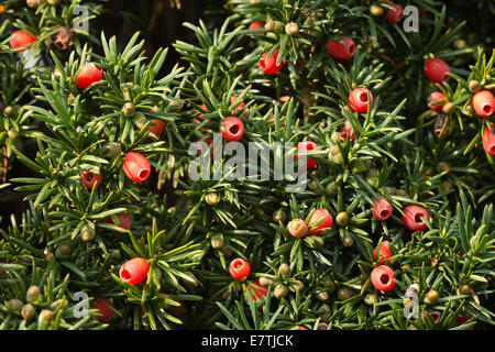 Saftigen roten Eiben Beeren in der Herbstsonne, eine natürliche Nahrung für Vögel mit kleinen und großen Früchten entwickeln Stockfoto