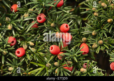 Saftigen roten Eiben Beeren in der Herbstsonne, eine natürliche Nahrung für Vögel mit kleinen und großen Früchten entwickeln Stockfoto