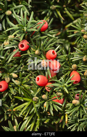 Saftigen roten Eiben Beeren in der Herbstsonne, eine natürliche Nahrung für Vögel mit kleinen und großen Früchten entwickeln Stockfoto