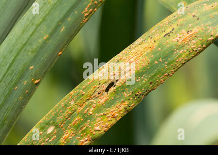 Goldene gelbe Lauch Rost Puccinia Porri Pusteln auf einem Reifen Lauch Blatt Verwüstung und Verbreitung durch Pflanzen Stockfoto