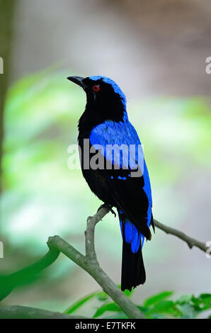 Blauer Vogel, eine männliche asiatische Märchen Bluebird (Irena Puella), Seitenansicht Stockfoto