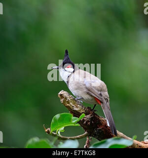 Schöne Bulbul Vogel, rot-Schnurrbärtiger Bulbul (Pycnonotus Jocosus), stehend auf einem Ast Stockfoto