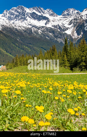 Trans Canadian Highway, Glacier National Park, Britisch-Kolumbien, Kanada Stockfoto