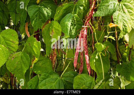 Klettern französischen abgewandelten Runner Bean eine traditionelle italienische Klettern Borlotti Bohnen Solista aus biologischem Anbau Stockfoto