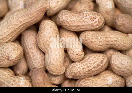 Monkey Nuts (Arachis Hypogaea). Stockfoto