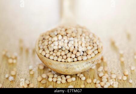 Gelbe Senfsaat (Brassica Alba). Stockfoto