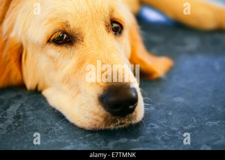 Obdachlose hungrig Golden Labrador Retriever Hund schlafen auf kalten Boden verloren Stockfoto