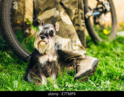 Kleine Zwergschnauzer Hundesitting (Zwergschnauzer) In Green Grass im Freien. Erwachsene Schwarz-Silber mit natürlichen Ohren, lon Stockfoto