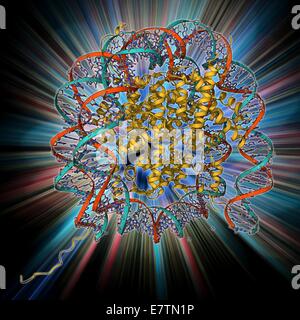 Nukleosom Molekülmodell. Ein Nukleosom ist eine Untereinheit des Chromatins, die Substanz, die Chromosomen bildet. Es besteht aus ein kurzes Stück DNA (Desoxyribonukleinsäure, roten und blauen Helix) um einen Kern aus acht Histonproteine (Mitte) gewickelt. Hier die Stockfoto