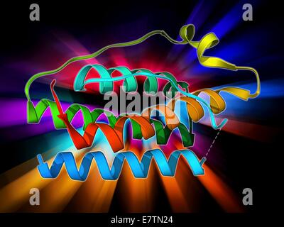 Leptin-Molekül. Molekulares Modell des menschlichen Hormon Leptin. Leptin ist ein Protein von Fettgewebe (Fett) Gewebe produziert. Es interagiert mit Rezeptoren im Hypothalamus des Gehirns zu signalisieren, wenn eine Person voll ist. Es zirkuliert auch an das Blut am Ebenen proporti Stockfoto