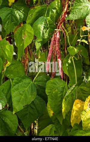 Klettern französischen abgewandelten Runner Bean eine traditionelle italienische Klettern Borlotti Bohnen Solista aus biologischem Anbau Stockfoto