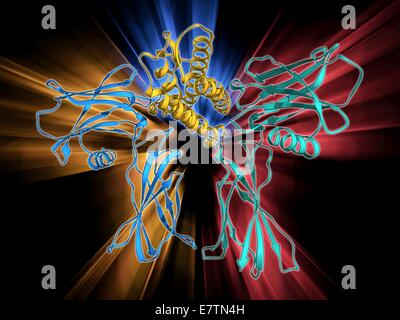 Kunstwerk der menschlichen Erythropoetin (EPO) Hormon-Molekül (gelb) gebunden an Rezeptoren (rosa). Erythropoietin regelt Sauerstoffgehalt des Blutes im Körper, wenn niedrig sind, ist es freigegeben, um die Bildung von roten Blutkörperchen anzuregen. Es ist illegal verwendet Stockfoto