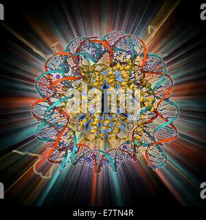 Nukleosom Molekülmodell. Ein Nukleosom ist eine Untereinheit des Chromatins, die Substanz, die Chromosomen bildet. Es besteht aus ein kurzes Stück DNA (Desoxyribonukleinsäure, roten und blauen Helix) um einen Kern aus acht Histonproteine (Mitte) gewickelt. Hier die Stockfoto