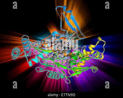 Stickoxid-Synthase, Molekülmodell. Dieses Enzym katalysiert die Produktion von Stickoxid aus L-Arginin. Stickstoffmonoxid ist an zellulären Signalgebung beteiligt. Stockfoto