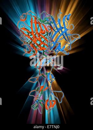 Adenovirus Faser Welle Protein, Molekülmodell. Dieses Protein ist Teil der Welle der Fasern oder Spitzen, die durch die Adenoviren an Rezeptoren auf Zellen während der Infektionsprozess anfügen. Adenoviren sind Viren, die Infektionen der Atemwege in hu Stockfoto