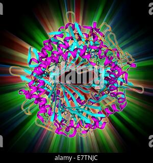 Uricase, Molekülmodell. Dieses Enzym, auch bekannt als Urat Oxidase katalysiert die letzte Etappe der Purin Katabolismus. Es fehlt von den Menschen. Stockfoto