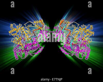 HIV-reverse Transkription Enzym. Molekülmodell des Enzyms Reverse Transkriptase (blau und grün) gefunden in HIV (Human Immunodeficiency Virus) komplexiert mit einem Molekül der DNA (Desoxyribonukleinsäure, rosa). Reverse Transkriptase überträgt die si Stockfoto