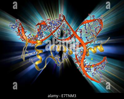 Transkriptionsfaktor und ribosomale RNA (rRNA). Molekülmodell zeigt die 6 Zinkfinger des Transkriptionsfaktors IIIA (gelb) gebunden an RNA (Ribonukleinsäure, rot und blau) aus einem 5 s Ribosomen-Untereinheit. Transkriptionsfaktoren sind Proteine, die an Spec binden Stockfoto