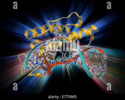 Bakteriophagen Restriktionsenzym. Molekulares Modell des Restriktionsenzym Endonuklease V (gelb) von Bakteriophagen T4 komplexiert mit DNA (Desoxyribonukleinsäure, rot und blau). Restriktionsenzyme, auch bekannt als Beschränkung Endonucleases, erkennen Stockfoto