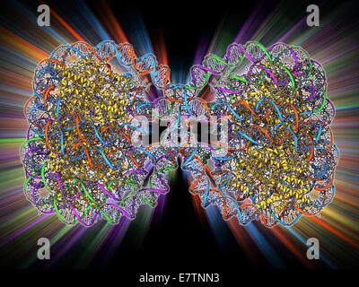 DNA-Tetranucleosome. Molekülmodell vier Nukleosomen oder eine Tetranucleosome. Nukleosomen sind die sich wiederholenden Grundeinheit verwendet, um DNA (Desoxyribonukleinsäure) Paket innerhalb Zellkerne. DNA ist das Molekül, das den genetischen Code trägt, die Formen der Stockfoto