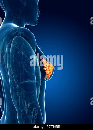 Weibliche Brustdrüsen, Computer-Grafik. Stockfoto