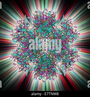 Adenovirus Penton Basis Protein, Molekülmodell. Dieses Eiweißmolekül ist eine Untereinheit bezeichnet ein Penton, bilden die Eckpunkte der das Kapsid das Adenovirus. Diese Penton-Basis ist ein Polymer, bestehend aus 523 Aminosäuren. Die Penton ist Bestandteil der Kapsid struc Stockfoto