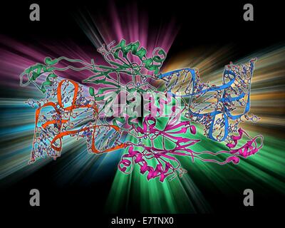 Ribonuklease an Transfer RNA, Molekülmodell gebunden. Dieser Komplex besteht aus der Ribonuklease Z (RNase Z, grün und Pink) Enzym gebunden an ein Transfer-RNA (tRNA) Molekül (Orange und blau). RNase ist eine Art von Nuklease, katalysiert den Abbau von RNA Stockfoto