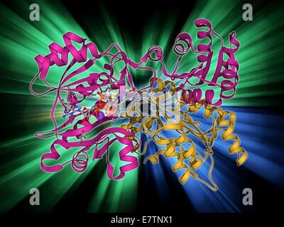Succinyl-CoA Synthestase verpflichtet, GTP, Molekülmodell. Auch bekannt als Succinyl Coenzym A Synthestase (SCS), dieses Enzym katalysiert die reversible Reaktion zwischen Succinyl-CoA und Bernsteinsäure. Diese Reaktion und Enzym spielt eine zentrale Rolle in der Zitronensäure ac Stockfoto