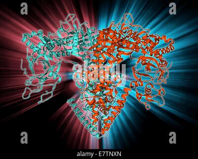 RNA-abhängige RNA-Polymerase, Molekülmodell. Dieses Enzym katalysiert die Replikation der RNA (Ribonukleinsäure) aus einer RNA-Vorlage. Stockfoto