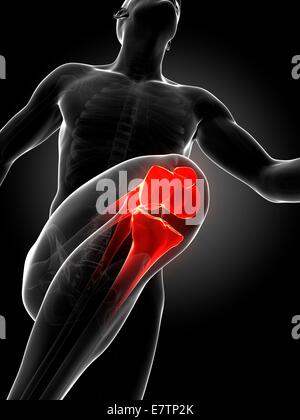 Menschliche Anatomie Kunstwerk ein Läufer Knie Gelenk, Computer. Stockfoto