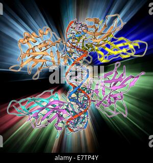 HIV-DNA und Transkription Faktor. Molekulares Modell der DNA (Desoxyribonukleinsäure) von HIV-1 (humane Immundefizienz-Virustyp 1) komplexiert mit der Transkription Faktor Kappa b Transkriptionsfaktoren sind Proteine, die an bestimmte DNA-Sequenzen binden eine Stockfoto