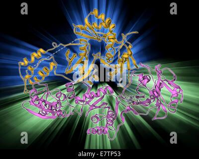 HIV-reverse Transkription Enzym. Molekülmodell des Reverse Transkriptase Enzyms gefunden bei HIV (Human Immunodeficiency Virus) verpflichtet, den Inhibitor Nevirapin. Reverse Transkriptase transkribiert einsträngige RNA (Ribonukleinsäure) Genom Stockfoto