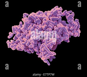Farbige scanning Electron Schliffbild (SEM) von Hefe Schizosaccharomyces Pombe. S. Pombe ist eine einzellige Pilz, der häufig als Modellorganismus für die eukaryotic Zellteilung studiert wird. Es ist eine stabförmige Hefe, die durch Dehnung an den Enden wächst. Es r Stockfoto