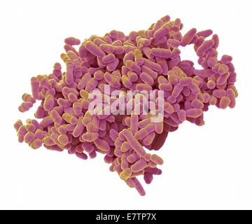 Farbige scanning Electron Schliffbild (SEM) von Hefe Schizosaccharomyces Pombe. S. Pombe ist eine einzellige Pilz, der häufig als Modellorganismus für die eukaryotic Zellteilung studiert wird. Es ist eine stabförmige Hefe, die durch Dehnung an den Enden wächst. Es r Stockfoto