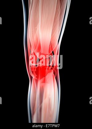 Menschlichen Knie Muskeln, Computer-Grafik. Stockfoto