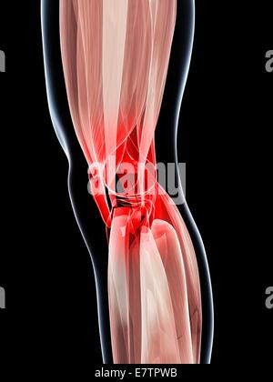 Menschlichen Knie Muskeln, Computer-Grafik. Stockfoto