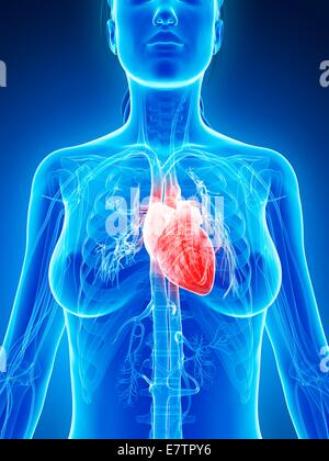 Weibliche Herz, Computer-Grafik. Stockfoto