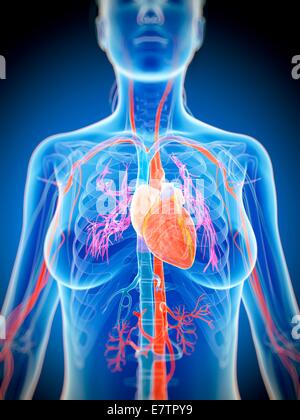 Weibliche Herz, Computer-Grafik. Stockfoto