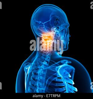 Menschlichen Halswirbelknochen, Computer-Grafik. Stockfoto