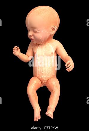 Baby Anatomie, Computer-Grafik. Stockfoto